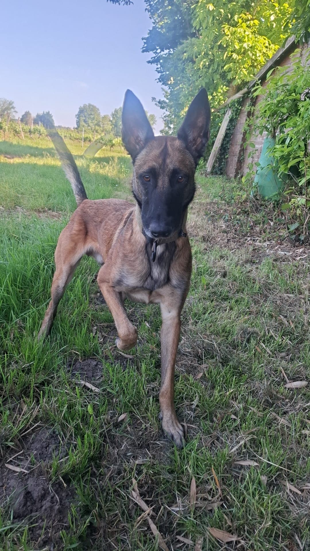 Chien en pleine course, plein d'énergie