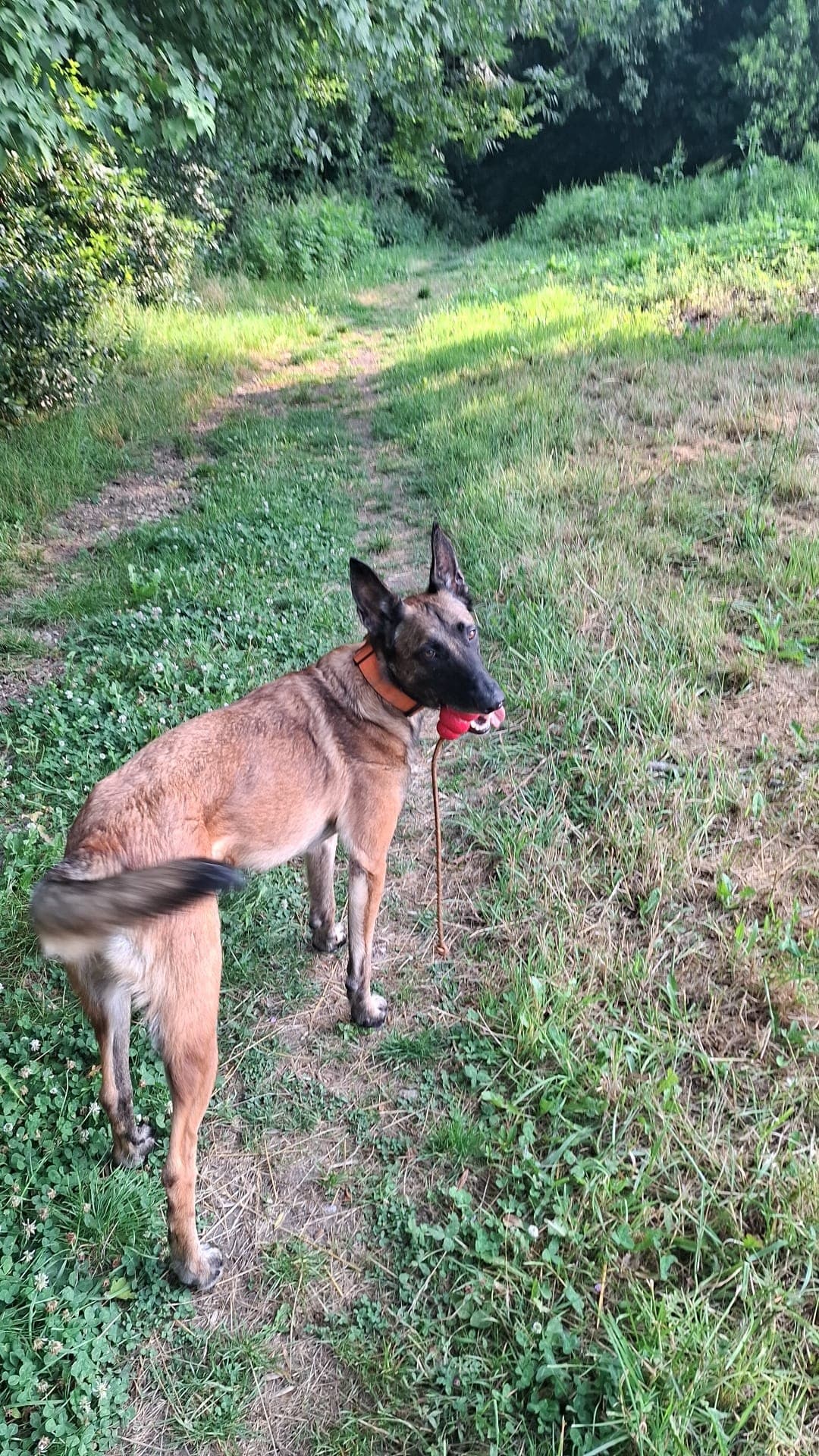 Chien joueur avec son jouet en pleine nature
