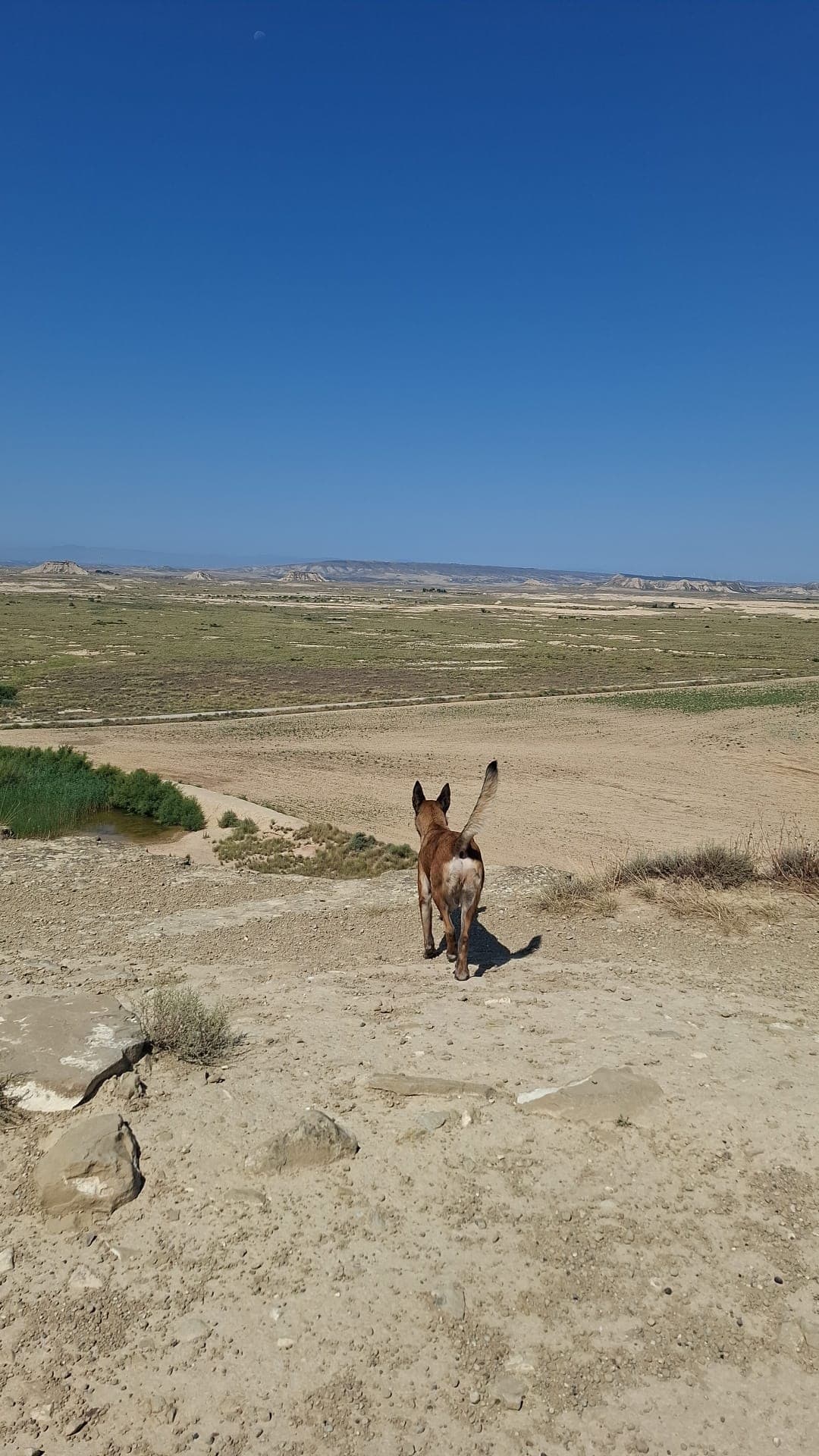 Chien en pleine exploration dans un paysage naturel